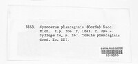 Gyrocerus plantaginis image